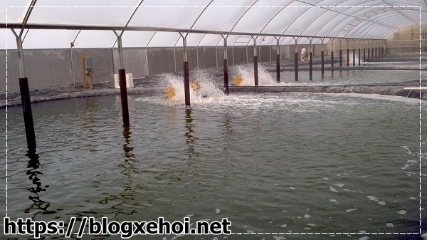 V&igrave; sao cần xử l&yacute; nước thải nu&ocirc;i t&ocirc;m