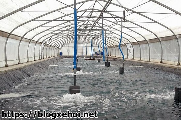 Hoạt động xử l&yacute; nước thải nu&ocirc;i t&ocirc;m