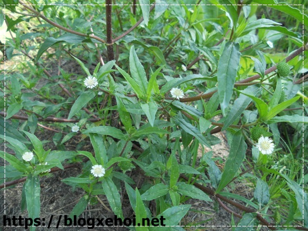 C&acirc;y cỏ mực