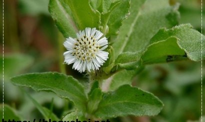 Cỏ mực có lợi cho dinh dưỡng thể hình như thế nào