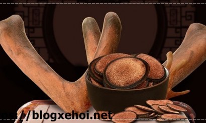 Tầm quan trọng của nhung hươu với dinh dưỡng thể hình