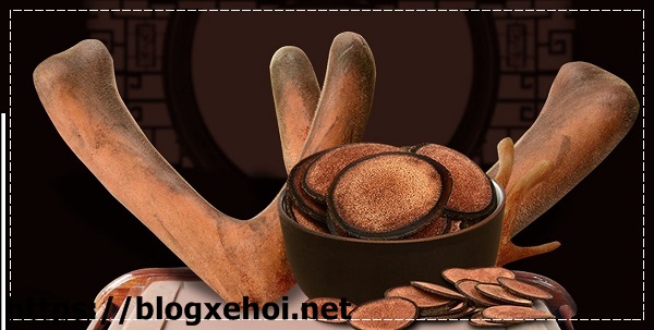 t&aacute;c dụng của nhung hươu