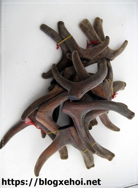 T&aacute;c dụng của nhung hươu