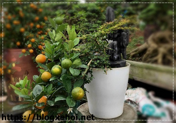 Vị thuốc Đ&ocirc;ng y hiệu quả cho dinh dưỡng thể h&igrave;nh tăng c&acirc;n